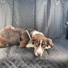 My puppy tired!!