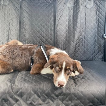 Pet Paradise Plano Custer - My puppy tired!! - Pet Groomers Near Me - Plano, Texas