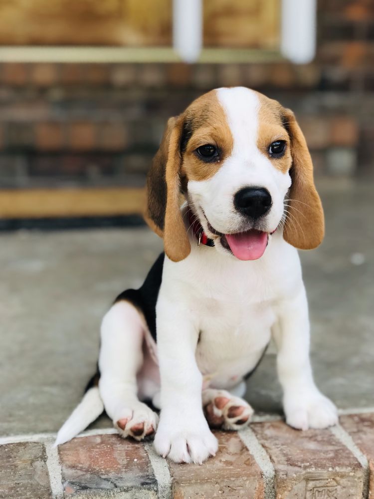 RIPPEE CREEK KENNEL Mansfield, Missouri Pet Breeders Phone Number Yelp