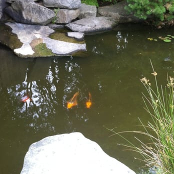 Yashiro Japanese Garden - Koi pond - Parks Near Me - Olympia, Washington Yashiro Japanese Garden - Koi pond - Parks Near Me - Olympia, Washington
