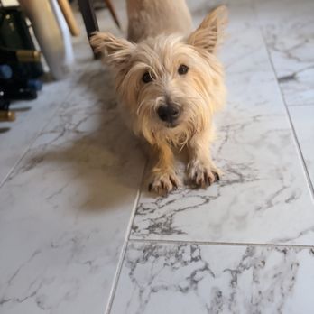 Dewey & Pal Pet Sitting - Pet Sitting Near Me - Citrus Heights, California Dewey & Pal Pet Sitting - Pet Sitting Near Me - Citrus Heights, California