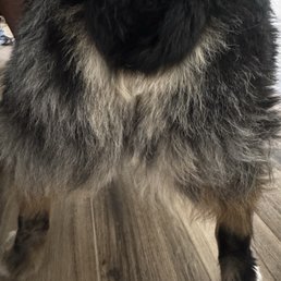 Asked for a rounded corgi butt this is not it!