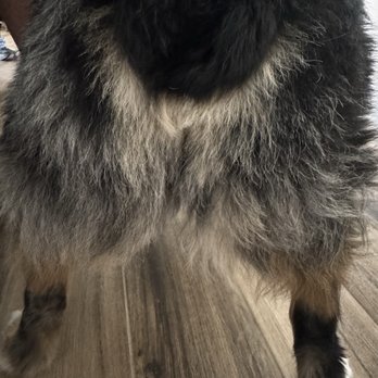 Doggie Stylez - Asked for a rounded corgi butt this is not it! - Pet Groomers Near Me - Cedar City, Utah
