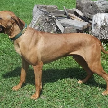 Bulawayo Ridgeback Kennel - Barak is the father of all puppies! - Pet Services Near Me - Greenville, Michigan Bulawayo Ridgeback Kennel - Barak is the father of all puppies! - Pet Services Near Me - Greenville, Michigan