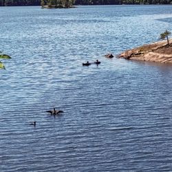 SunderLand Cottages - Loons families are frequent visitors in the cove at SunderLand Cottages.