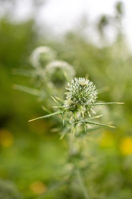 Owls Head State Park by null