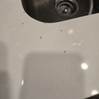 Home2 Suites by Hilton Temecula - Ants, unusable pool, filthy carpet, broken door handle, broken ice machine, and so much more. - Hotels Near Me - Temecula, California