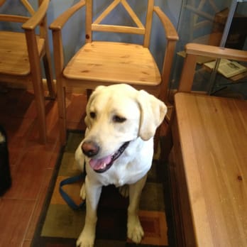 Greenpoint Veterinary Hospital - Jameson after his shots - Veterinarians Near Me - Brooklyn, New York Greenpoint Veterinary Hospital - Jameson after his shots - Veterinarians Near Me - Brooklyn, New York