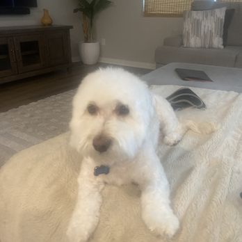 Pet Care Mobile Grooming - Satisfied puppy. - Pet Groomers Near Me