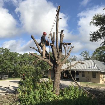 UHL Arbor Care - Removal of a dead tree - Tree Services Near Me UHL Arbor Care - Removal of a dead tree - Tree Services Near Me