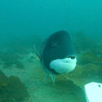 Deep Ocean Explore Store - Catalina Excursion: Massive Sheephead - Free Diving Near Me - Alameda, California