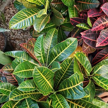 Moana Nursery - Landscaping Near Me - Reno, Nevada Moana Nursery - Landscaping Near Me - Reno, Nevada
