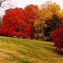 Photo of Affordable Pro Tree Service