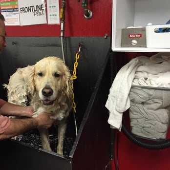 Dirty Dog - Pet Groomers Near Me - Austin, Texas