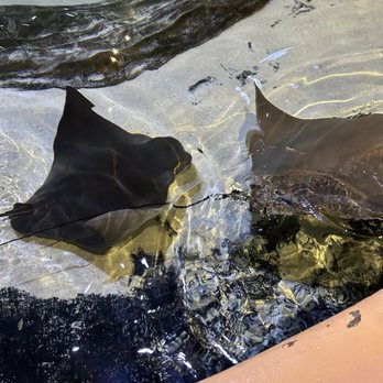 Living Shores Aquarium - Sting Rays - Aquariums Near Me - Glen, New Hampshire