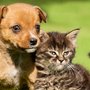 Photo of Apple Valley Animal Hospital