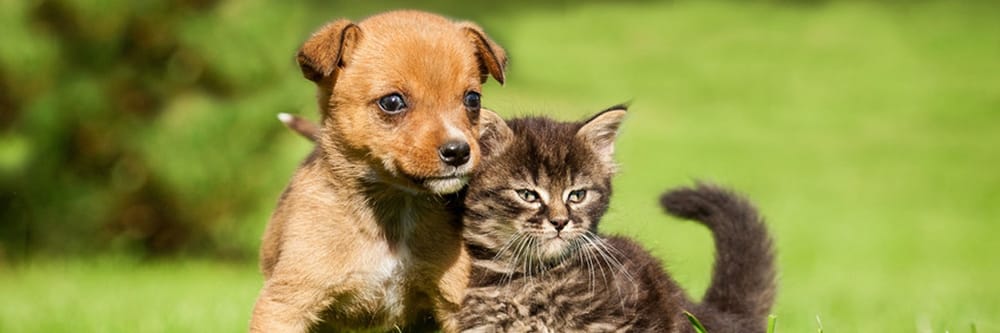 Apple Valley Animal Hospital - pet boarding facility in Beavercreek, OH