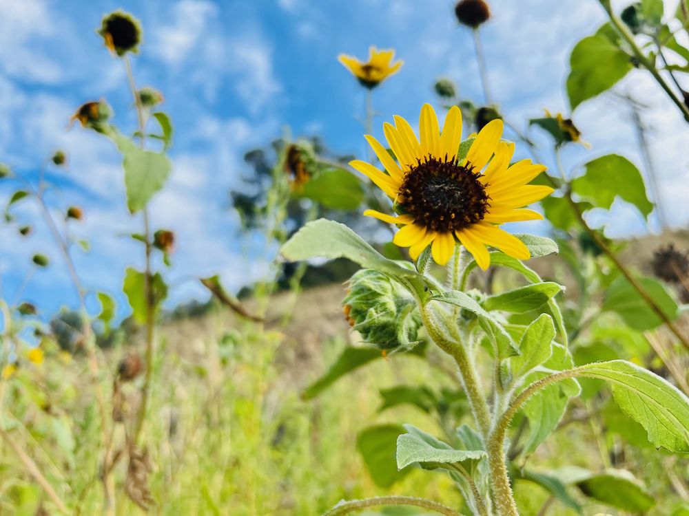 TELSA SUPERCHARGER Updated August 2024 315 S 1st St, Clayton, New