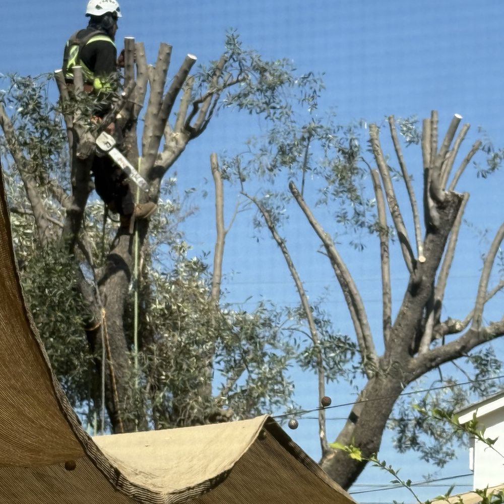 GW Tree Service - Worker in tree - Tree Services Near Me - Whittier, California GW Tree Service - Worker in tree - Tree Services Near Me - Whittier, California