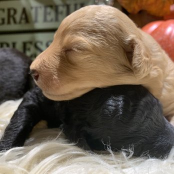 Humble and Kind Kennels - Miniature F1bb Goldendoodles - Pet Breeders Near Me Humble and Kind Kennels - Miniature F1bb Goldendoodles - Pet Breeders Near Me