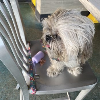 Longboard Pool Bar - Chanti is enjoying Longboard as well! - Chicken Wings Near Me - Galveston, Texas Longboard Pool Bar - Chanti is enjoying Longboard as well! - Chicken Wings Near Me - Galveston, Texas