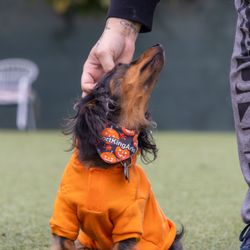 Bumble's Backyard - Bumble's Backyard - a place for good dogs and good people