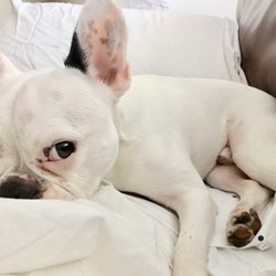 MC's Pet and Home Sitting