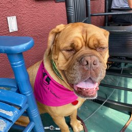 Ethel approves! And she got a cute pink bandana! Ethel approves! And she got a cute pink bandana!