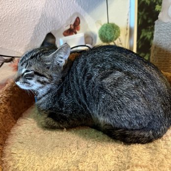 Cats & Crystals - Loafing kitty - Pet Adoption Near Me - Oceanside, California