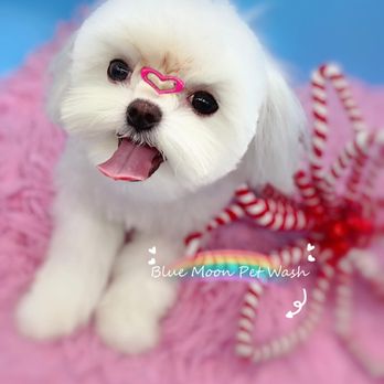 Blue Moon Pet Wash - Pet Groomers Near Me - Fremont, California Blue Moon Pet Wash - Pet Groomers Near Me - Fremont, California