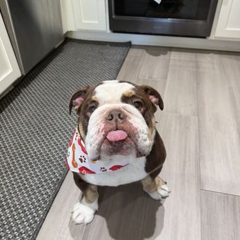Pet Spa Luxe - Pet Groomers Near Me - El Sobrante , California Pet Spa Luxe - Pet Groomers Near Me - El Sobrante , California