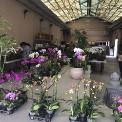 The showroom - get excited for orchids!