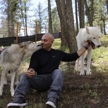 Colorado Wolf and Wildlife Center - Surprise kiss - Zoos Near Me - Divide, Colorado Colorado Wolf and Wildlife Center - Surprise kiss - Zoos Near Me - Divide, Colorado