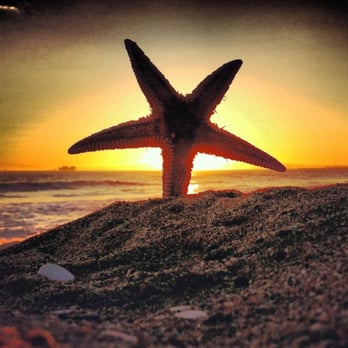 Sunset Beach - Found a pink starfish today! - Beaches Near Me - Sunset Beach, California