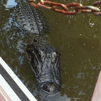 Airboat Adventures - Boat Tours Near Me - Lafitte, Louisiana
