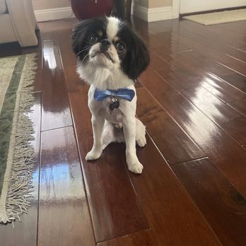 Paw Lounge - Pet Groomers Near Me - Westminster, California