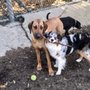 Photo of Lewis & Bark Dog Walking