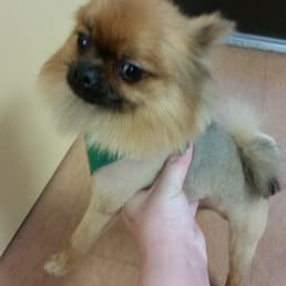 Bears awesome hair cut from Teddys Dog House. Bears awesome hair cut from Teddys Dog House.