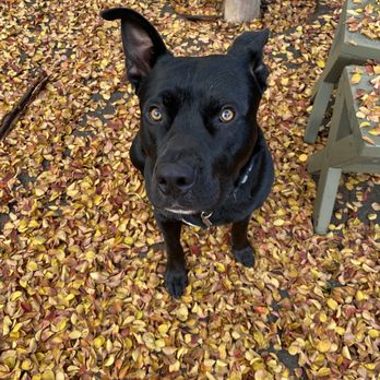 Dog Over Breed - Pet Training Near Me Dog Over Breed - Pet Training Near Me