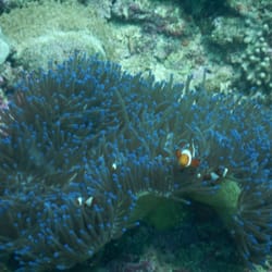 Camayan Divers