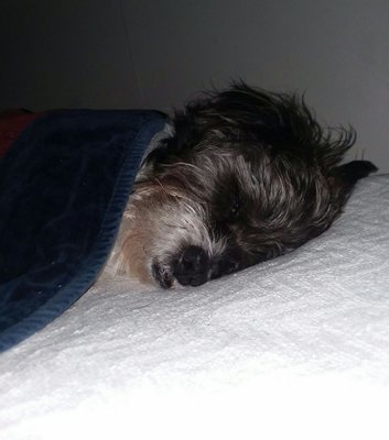 PETMED EMERGENCY CENTER - 11 Photos & 26 Reviews - Veterinarians - 555