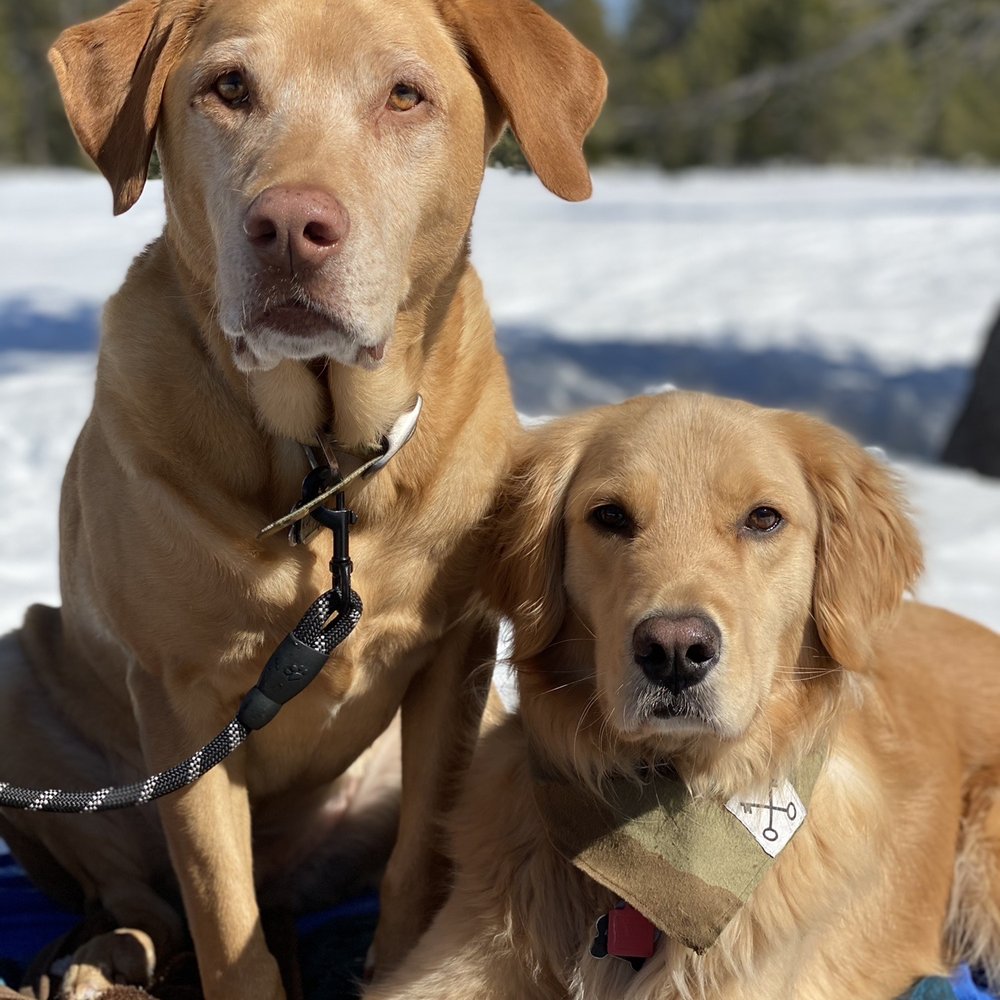 On Command Dog Training - Pet Training Near Me On Command Dog Training - Pet Training Near Me