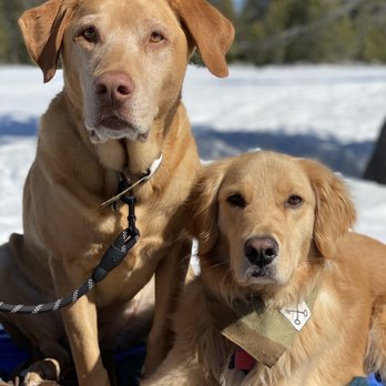 On Command Dog Training - Pet Training Near Me On Command Dog Training - Pet Training Near Me