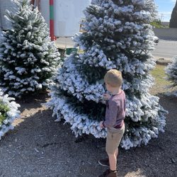 CA Jones Trees - Semi flocked treee