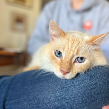 Bay Area Pet Sitter - Lemon sitting on Ray. - Pet Sitting Near Me Bay Area Pet Sitter - Lemon sitting on Ray. - Pet Sitting Near Me
