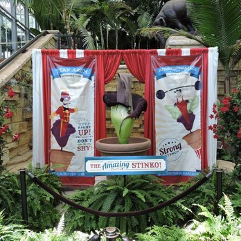Lauritzen Gardens - The Amazing Stinko post-bloom, an exciting and stinky event! - Venues & Event Spaces Near Me - Omaha, Nebraska Lauritzen Gardens - The Amazing Stinko post-bloom, an exciting and stinky event! - Venues & Event Spaces Near Me - Omaha, Nebraska