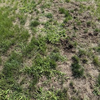 Weed Man - So your guy fed my wife a line of bs that its drought and we needed to water and it would come back. All we have is weeds and dead grass - Pest Control Near Me - Brookfield, Wisconsin Weed Man - So your guy fed my wife a line of bs that its drought and we needed to water and it would come back. All we have is weeds and dead grass - Pest Control Near Me - Brookfield, Wisconsin