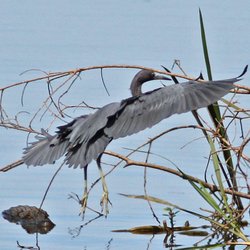 Bayou Sauvage National Wildlife Refuge - Little Blue Heron