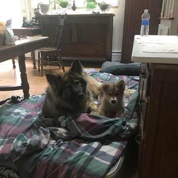 Happy Bend Kennel - Pet Breeders Near Me Happy Bend Kennel - Pet Breeders Near Me