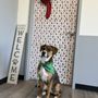Photo of The Dog’s Grooming Barn